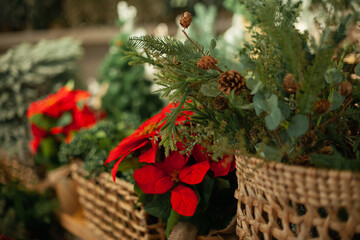 Green and red flowers plants at christmas market. Mistletoe, Xmas star plant, green fir tree branches. Viscum album and Poinsettia plants in the store.