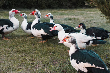 French ducks 3 © Maria