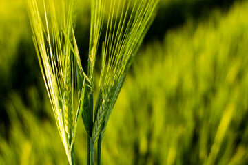 Macro shot of green barley ears spikes with a agricultural barley field on background. Green unripe cereals. The concept of agriculture, healthy eating, organic food.