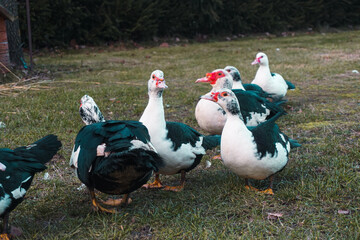 French ducks 2 © Maria