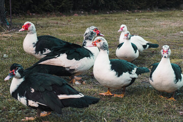 French ducks 1 © Maria