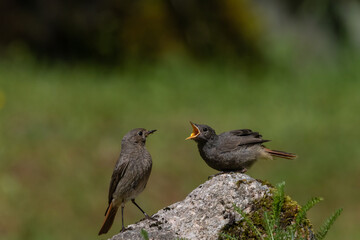 A female Black redstart with juvenile (Phoenicurus ochruros).