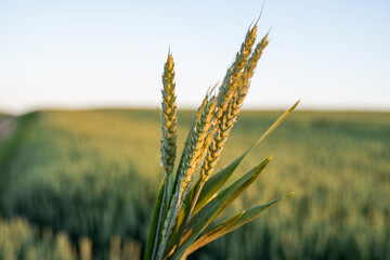 Green wheat ears. Green unripe cereals. The concept of agriculture, healthy eating, organic food.