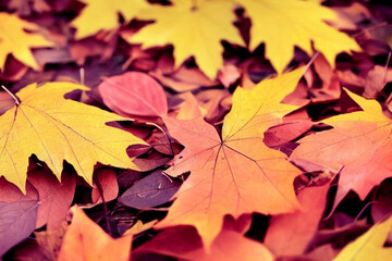 Naklejka na ściany i meble autumn leaves, Generative AI