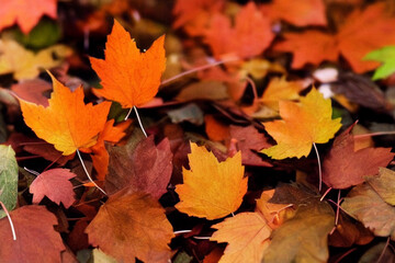 Naklejka na ściany i meble autumn leaves, Generative AI