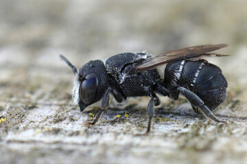 Closeup on a Mediterranean small crenulate armoured resin bee, Heriades crenulatus in the Gard , France