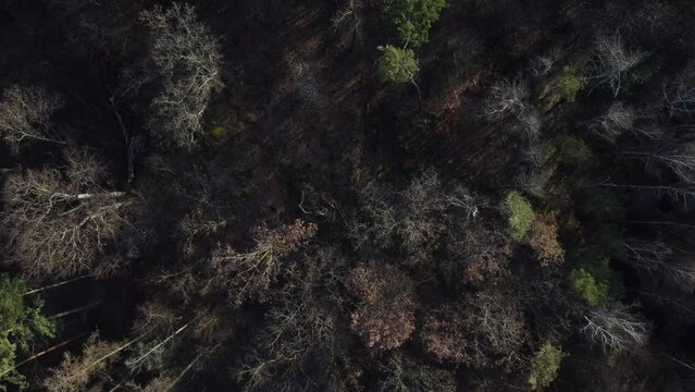 forest background aerial view