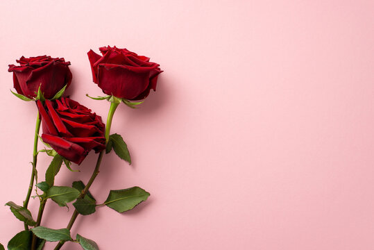 Saint Valentine's Day concept. Top view photo of bouquet of red roses on isolated pastel pink background with copyspace
