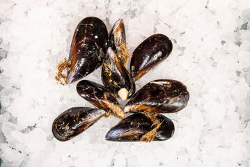 The Galician mussel originates from Galicia and is produced in rafts in a maritime area delimited by the Galician estuaries of Ares-Sada, Muros-Noia, Arosa, Pontevedra and the Ría de Vigo