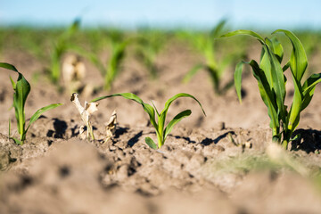 Young corn plants in fertile soil in daylight. Maize growing on agricultural field. The concept of agriculture, healthy eating, organic food.