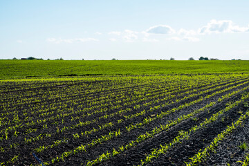Maize growing on agricultural field. The concept of agriculture, healthy eating, organic food. Rows of young corn plants on fertile soil.