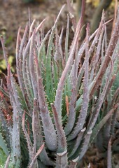 close up of an aloe, blue elf aloe, aloeaceae, asphodeloideae, 