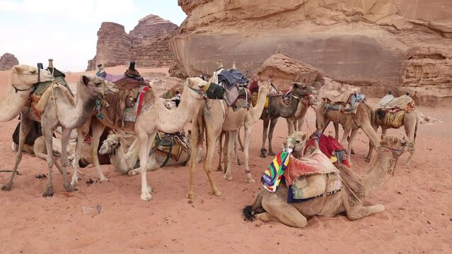 Herd of camels in the the desert region of Wadi Rum in southern Jordan 