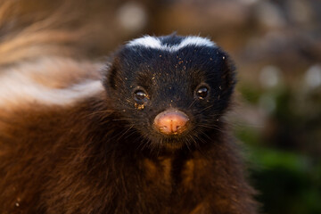 Portrait of skunk on a rocky beach