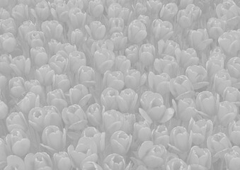 Obraz premium Pale tulip flower background