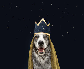 Border collie dog celebrating The Three Magi King of Orient, The Three Wise, Melchior, Caspar and...