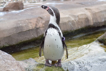 Naklejka premium Pinguin 