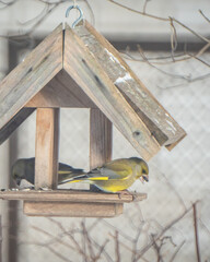 bird in winter feeding