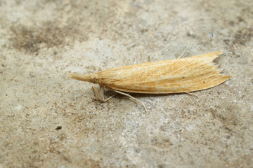 Closeup on a small yellow colored crambid moth, Donacaula forficella sitting on a stone
