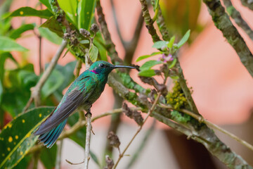 White-vented Violetear