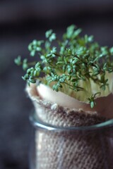 Zielone kiełki rzeżuchy posianej w skorupce. Młode, zielone listki na wiosenne śniadanie lub koszyczka wielkanocnego. Zdrowe jedzenie © ICON