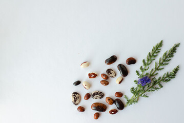 Dry beans on a white table 