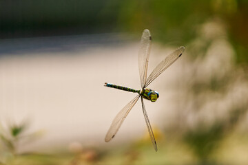 Fliegende Libelle-Blaugrüne Mosaikjungfer, Aeshna cyanea