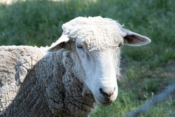 Closeup of the Head of White Sheep