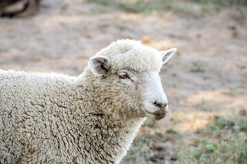 Naklejka na ściany i meble Closeup of the Head of White Lamb