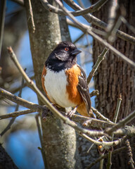 Spotted Towhee sitting in a tree