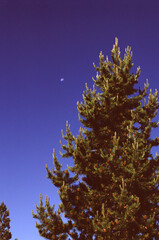 Moon over a spruce pine tree in Yellowstone Notional Park, Wyoming USA