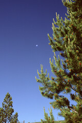 Moon over a spruce pine tree in Yellowstone Notional Park, Wyoming USA