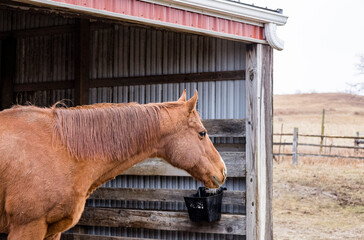 A wet, chestnut Thoroughbred gelding looking out of a run-in shed at the rain in the winter. - obrazy, fototapety, plakaty