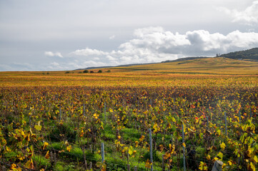 Autumn view on colorful grand cru Champagne vineyards near Moulin de Verzenay, pinot noir grape plants after harvest in Montagne de Reims near Verzenay, Champagne, wine making in France