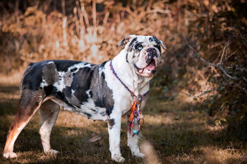 College Station, Texas, United States - A dog posing for the camera in a forest of trees.