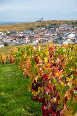 Autumn view on colorful grand cru Champagne vineyards near Moulin de Verzenay, pinot noir grape plants after harvest in Montagne de Reims near Verzenay, Champagne, wine making in France