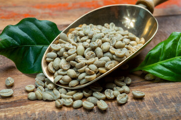Green coffee beans from South America coffee producing region, from Colombia and Brazil with mountain ranges and climate ideal for coffee growing