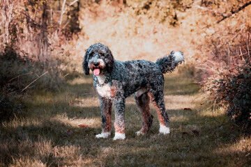 College Station, Texas, United States - A dog posing for the camera in a forest of trees.