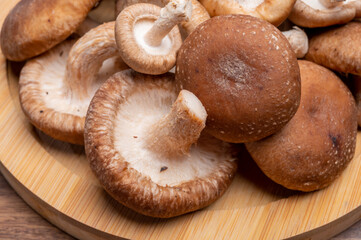 Fresh brown Lentinula edodes or shiitake edible mushrooms