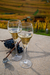 Tasting of white brut champagne wine outdoor with view on colorful autumn pinot noir grand cru vineyards of famous champagne houses in Montagne de Reims near Verzenay, Champagne, France