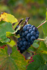 Ripe clusters of pinot meunier grapes in autuimn on champagne vineyards in village Hautvillers near Epernay, Champange, France