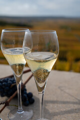 Tasting of white brut champagne wine outdoor with view on colorful autumn pinot noir grand cru vineyards of famous champagne houses in Montagne de Reims near Verzenay, Champagne, France