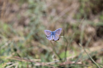 butterfly on a flower