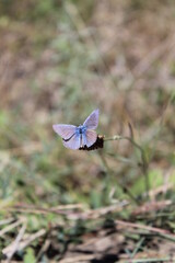 butterfly on the grass