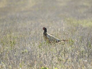 The pheasant is standing in low vegetation