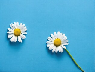 daisies on blue background