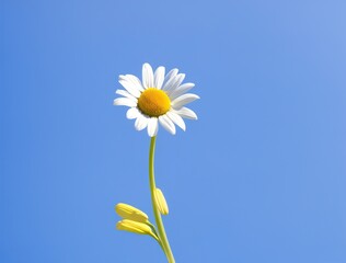 daisies on blue background