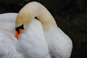 Obraz premium Foto de naturaleza y fauna a un cisne