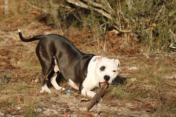 pit bull terrier playing