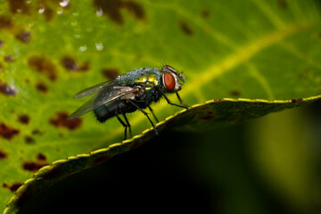 fly on green leaf